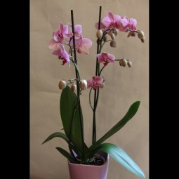  Phalaepnosis orkidea arrosa 